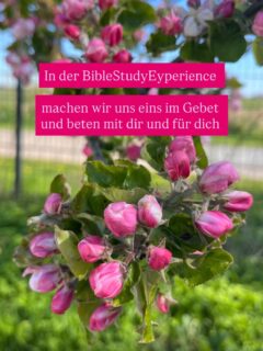BibleStudyExperirnce 

☀️ wir starten am Donnerstag, 14. Mai um 18:30 Uhr online über Zoom.

🩷 es gibt Aufzeichnungen.

🕊️ 15 Einheiten in 6 Monate, 90min 

BIST DU DABEI?

https://ursulaschulenburg.de/biblestudyexperience/